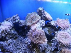 -芜湖新华联大白鲸海洋公园