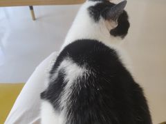-猫在这儿猫咪咖啡馆·撸猫馆