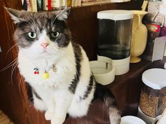 -海边的猫和咖啡馆