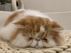 -More Fun猫咖 二十只万元加菲主题