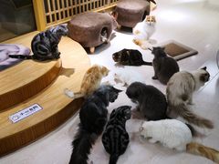 -猫和宫(六道口店)