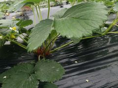 -洪湖家庭农场·团建·露营·会议