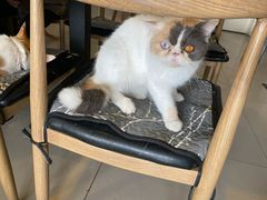 -平行世界·猫咖(首经贸店)
