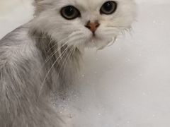 -猫大福·Fortune Cat猫舍(百子湾店)