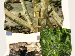 -中国科学院西双版纳热带植物园