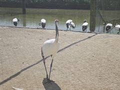 -盐城丹顶鹤湿地生态旅游区