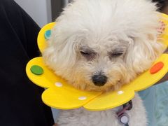 -宠物星动物医院·眼科·异宠·猫科(江南大道总院)