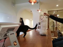 -有猫主题·治愈系猫咖(曾厝垵店)