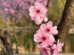 -石塘人家