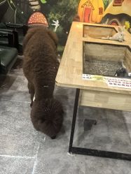-神奇动物撸宠馆·羊驼·小浣熊·异宠(豫园店)