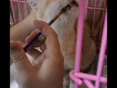-喜多萌中农锦绣动物医院24H·猫科·牙科MRI·CT