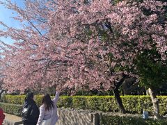 -名古屋城
