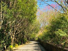 -雁南飞茶田景区