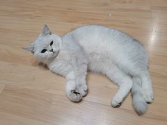 -猫尾侦探俱乐部·剧本杀·狼人杀