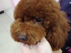 -喵百万·布偶·蓝金金渐层英短·猫舍(百子湾店)