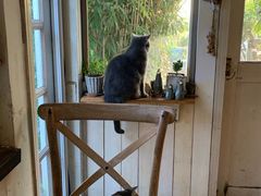 -海边的猫和咖啡馆