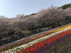 -苏州上方山国家森林公园