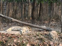 -清迈夜间动物园