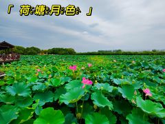 -荷塘月色湿地公园·向阳花洲