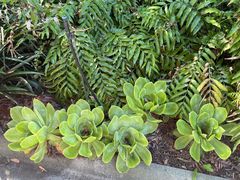 -墨尔本皇家植物园