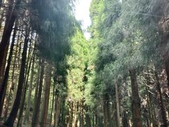 -武陵山森林公园