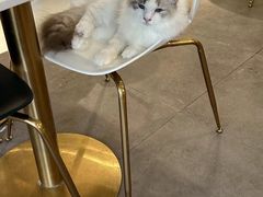 -飞行喵MR PILOT|猫舍·猫咖(静安大融城店)