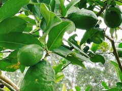 -广州神农草堂中医药博物馆