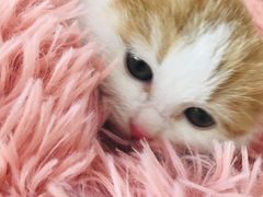 -平行世界·猫咖(首经贸店)