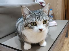 -MOCHA明星猫咖(田子坊店)