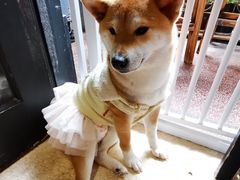 -猫色咖啡·猫咖