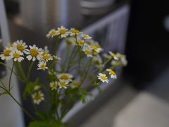 -素咫咖啡CLIFEROSE