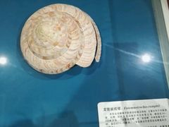 -青岛贝壳博物馆