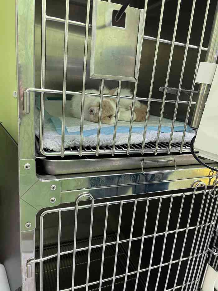 瑞康宠物医院-"【项目】体检露露十岁了才想起来带它做个.