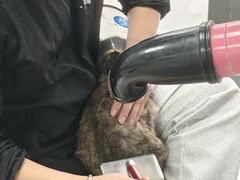 -中农国际动物医院24小时·猫科·骨科·急重症中心