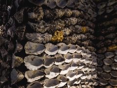 -普朗姆生蚝牛排馆 The Plump Oyster(成都摩方购物中心店)