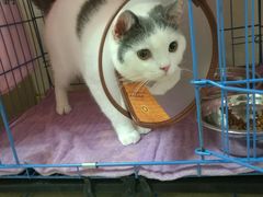-瑞鹏宠物医院·骨科·猫科·内科(第一中心)