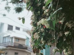-溪岸路花鸟市场
