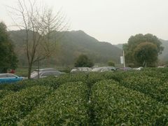 -听风阁农家私房菜茶楼(龙坞店)
