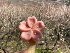 -香雪海