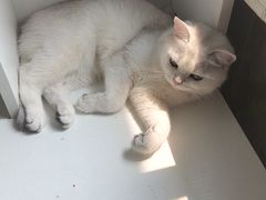 -欣宠猫屋·矮脚拿破仑·蓝金金渐层