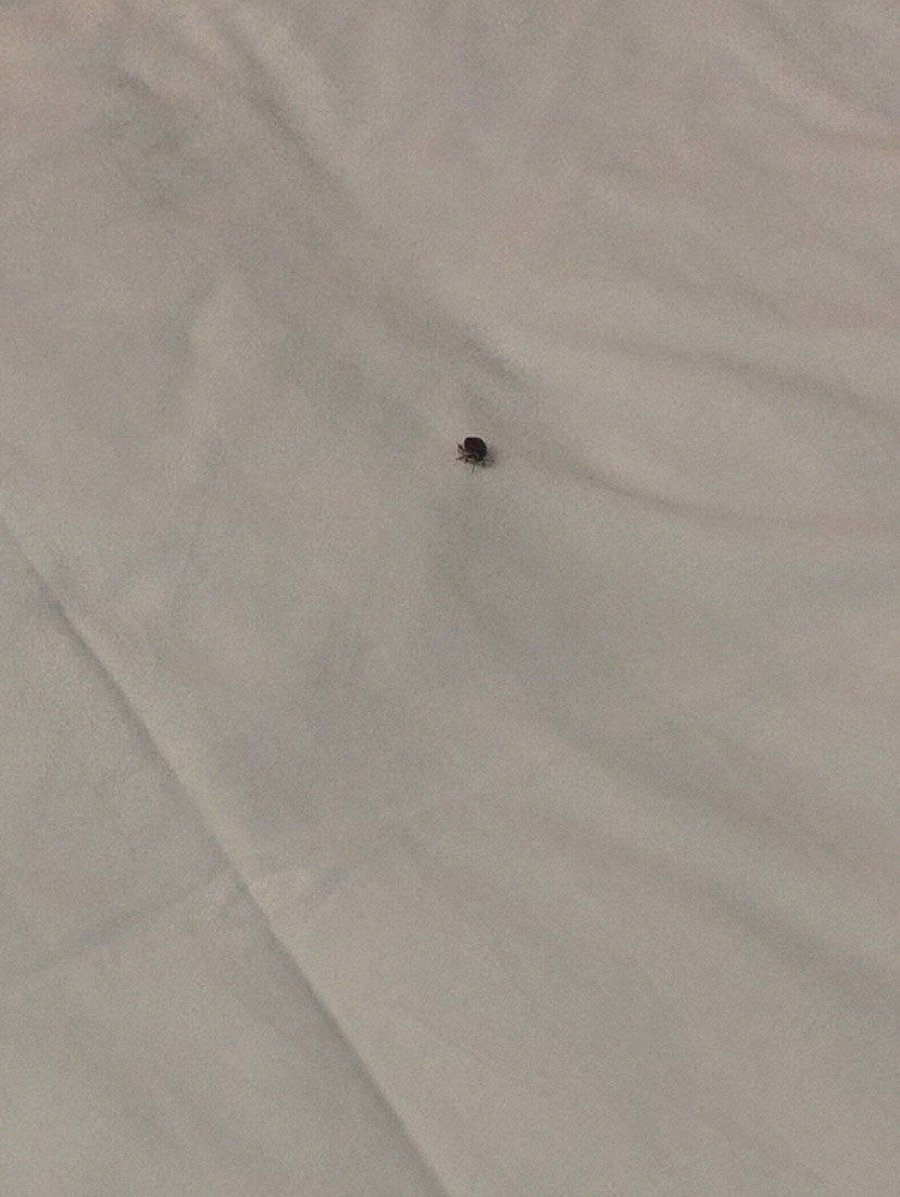 n被子上面有虫子脏乎乎的.洗澡的淋雨头一掰开就是生锈的