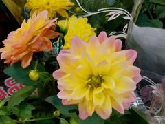 -双季花艺园艺市场(浦东店)