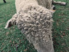 -神户市立六甲山牧场