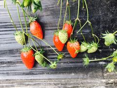 -恒绿农产品草莓采摘园