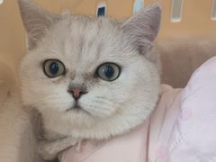 -瑞派·关忠动物医院·猫专科·犬专科(三环新城店)