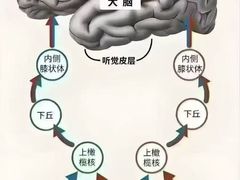 -自然之声助听器·呼吸机(贵定店)