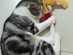 -宠颐生宠物医院·异宠猫科内科·诊疗中心宠巢店