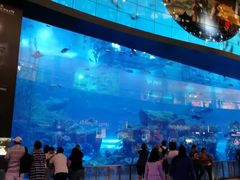 -迪拜水族馆及水下动物园