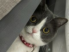 -东方名猫馆·英短金渐层布偶猫舍(环线广场1号楼店)