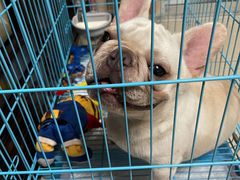 -唐小姐の猫狗洗护·购宠旗舰店(周浦万达店)